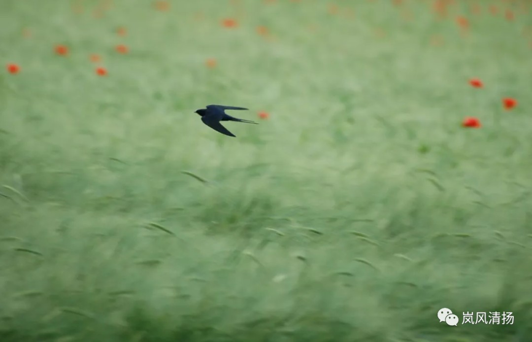 1614903806222722gj6I.jpg 1614903806222722gj6I.jpg